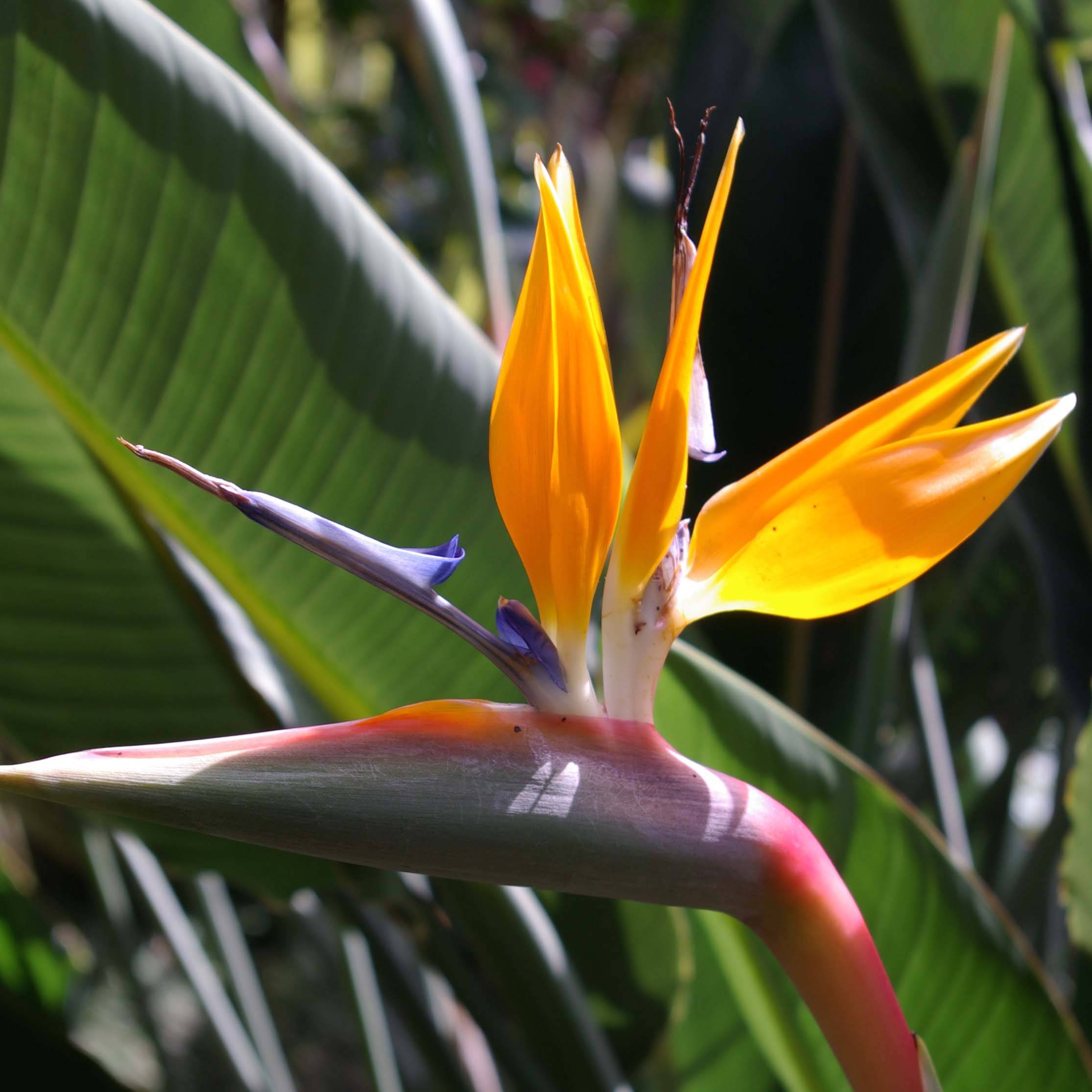 Strelitzia reginae - Oiseau de Paradis Pot de 6L/7L