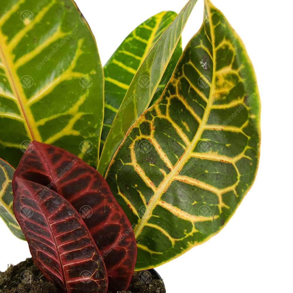 Gardenersdream - Codiaeum Variegatum Petra Croton Plante D'Intérieur Ornementale Vivante En Pot De 13 Cm - GardenersDream - Image 3