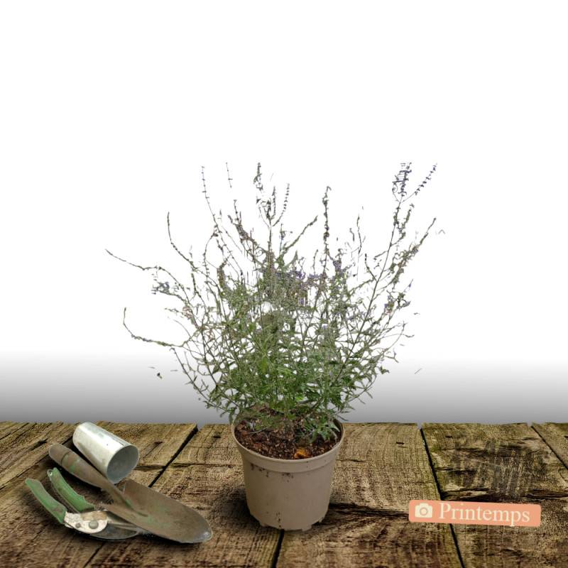 Lavande d'Afghanistan Blue Spire, Sauge Russe, Perovskia à fleurs Bleue/ - feuillage Persistant - Pot de 4L - 40/60 cm - Image 4