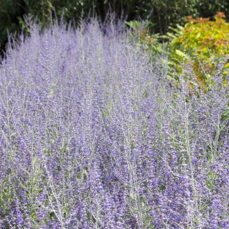 Lavande d'Afghanistan Blue Spire, Sauge Russe, Perovskia à fleurs Bleue/ - feuillage Persistant - Pot de 4L - 40/60 cm - Image 1