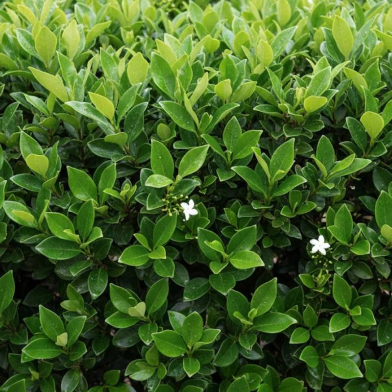 Troène du Texas, Ligustrum à fleurs Blanche/ - feuillage Persistant - Pot de 7,5L - 60/80 cm - Image 4