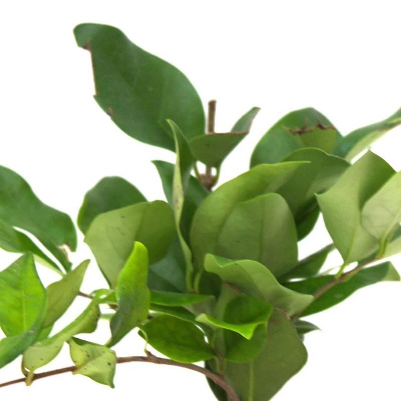 Troène du Texas, Ligustrum à fleurs Blanche/ - feuillage Persistant - Pot de 7,5L - 60/80 cm - Image 1