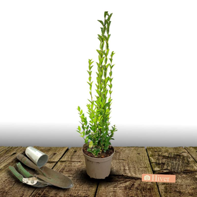 Troène du Texas, Ligustrum à fleurs Blanche/ - feuillage Persistant - Pot de 7,5L - 60/80 cm - Image 8