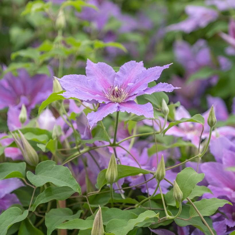 Clématite - Clematis Tumaini Godet de 8/9 cm