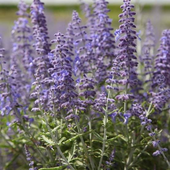 Perovskia atriplicifolia Lacey Blue Godet de 8/9 cm