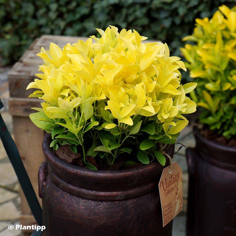 Promesse de Fleurs - Euonymus japonicus El Dorado - Fusain du Japon Pot de 3L/4L