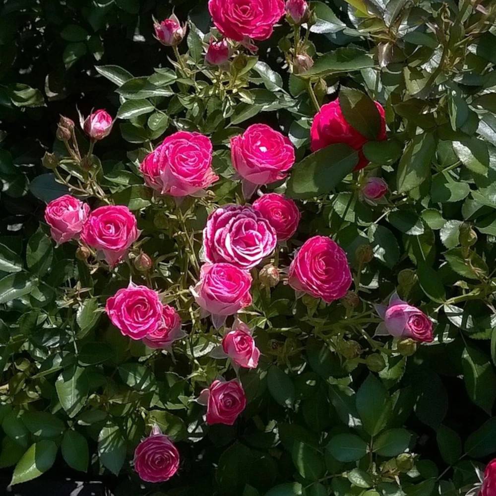 Rosier à grandes fleurs Bernadette Lafont® 'Sauvachi' à fleurs Rose - feuillage Caduc - Pot de 10 L - 1/2 tige-  hauteur à maturité De 1,00 m à 1,50 m - Image 1