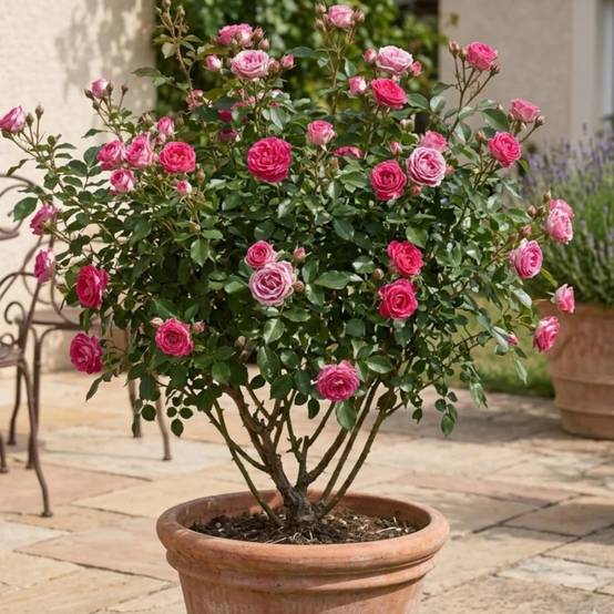 Rosier à grandes fleurs Bernadette Lafont® 'Sauvachi' à fleurs Rose - feuillage Caduc - Pot de 10 L - 1/2 tige- hauteur à maturité De 1,00 m à 1,50 m - Image 3