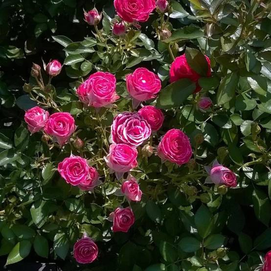Rosier à grandes fleurs Bernadette Lafont® 'Sauvachi' à fleurs Rose - feuillage Caduc - Pot de 10 L - 1/2 tige- hauteur à maturité De 1,00 m à 1,50 m - Image 4