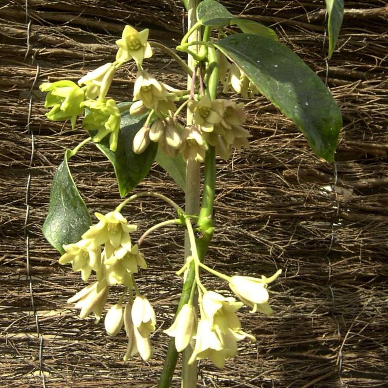 Holboellia coriacea à fleurs Blanche/Vert - feuillage Persistant - Godet - 5/20 cm - Image 1