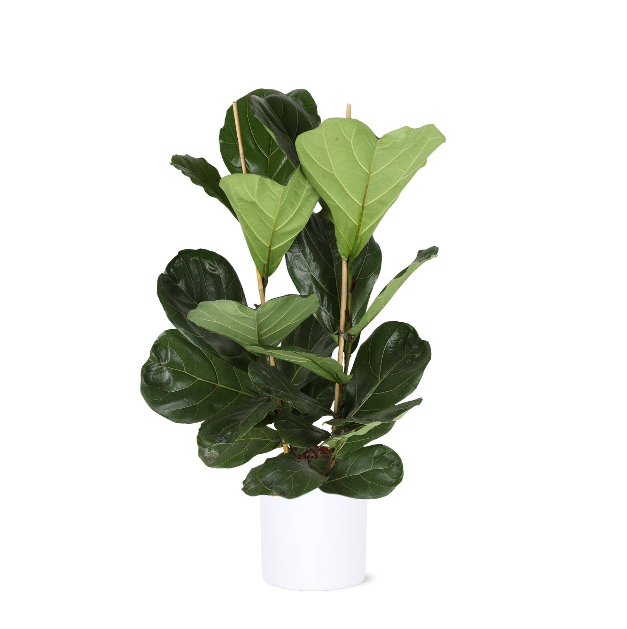 La Green Touch - Ficus Lyrata et son pot- La Green Touch Relief Blanc - Hauteur 120cm