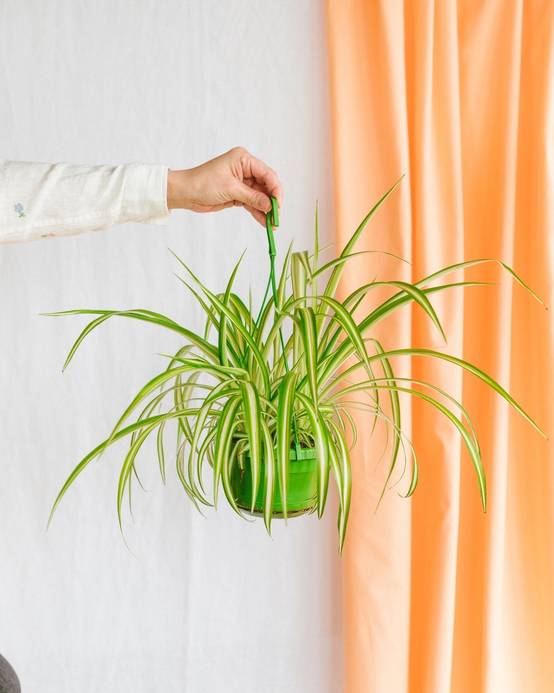 Chlorophytum Comosum 'Variegatum' 55cm - Plante d'intérieur- La Green Touch - Image 2