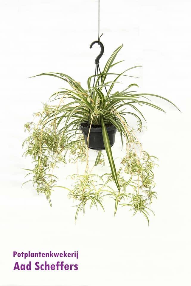 Chlorophytum Comosum 'Variegatum' 55cm - Plante d'intérieur- La Green Touch - Image 1
