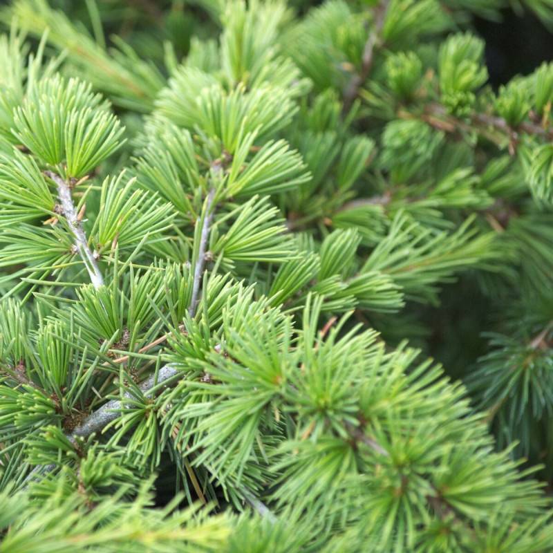 Cèdre du Liban Nain, Cedrus libani - Pot de 5L - 40/60 cm - Image 1
