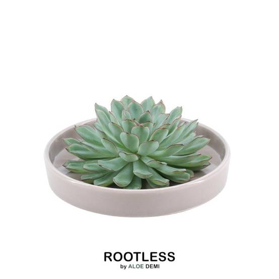 Succulente Echeveria Pulidonis Sans Racines en Bol Taupe- La Green Touch - Image 1