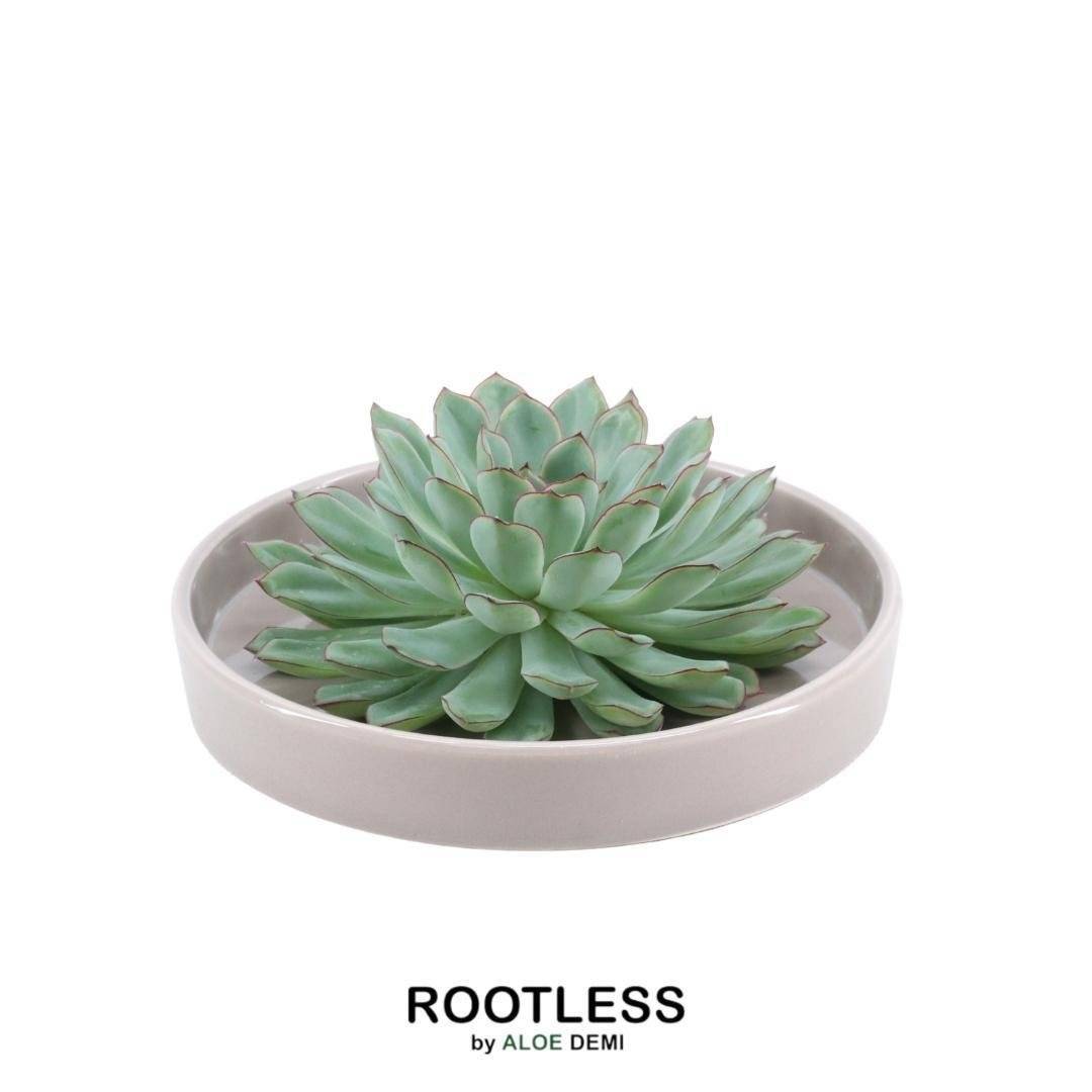 Succulente Echeveria Pulidonis Sans Racines en Bol Taupe- La Green Touch - Image 1