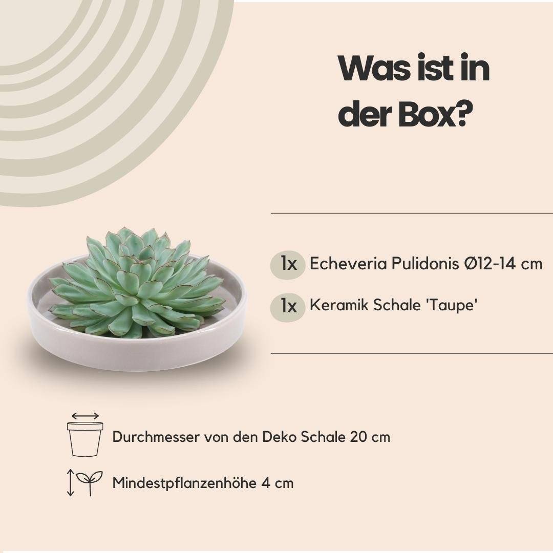 Succulente Echeveria Pulidonis Sans Racines en Bol Taupe- La Green Touch - Image 4