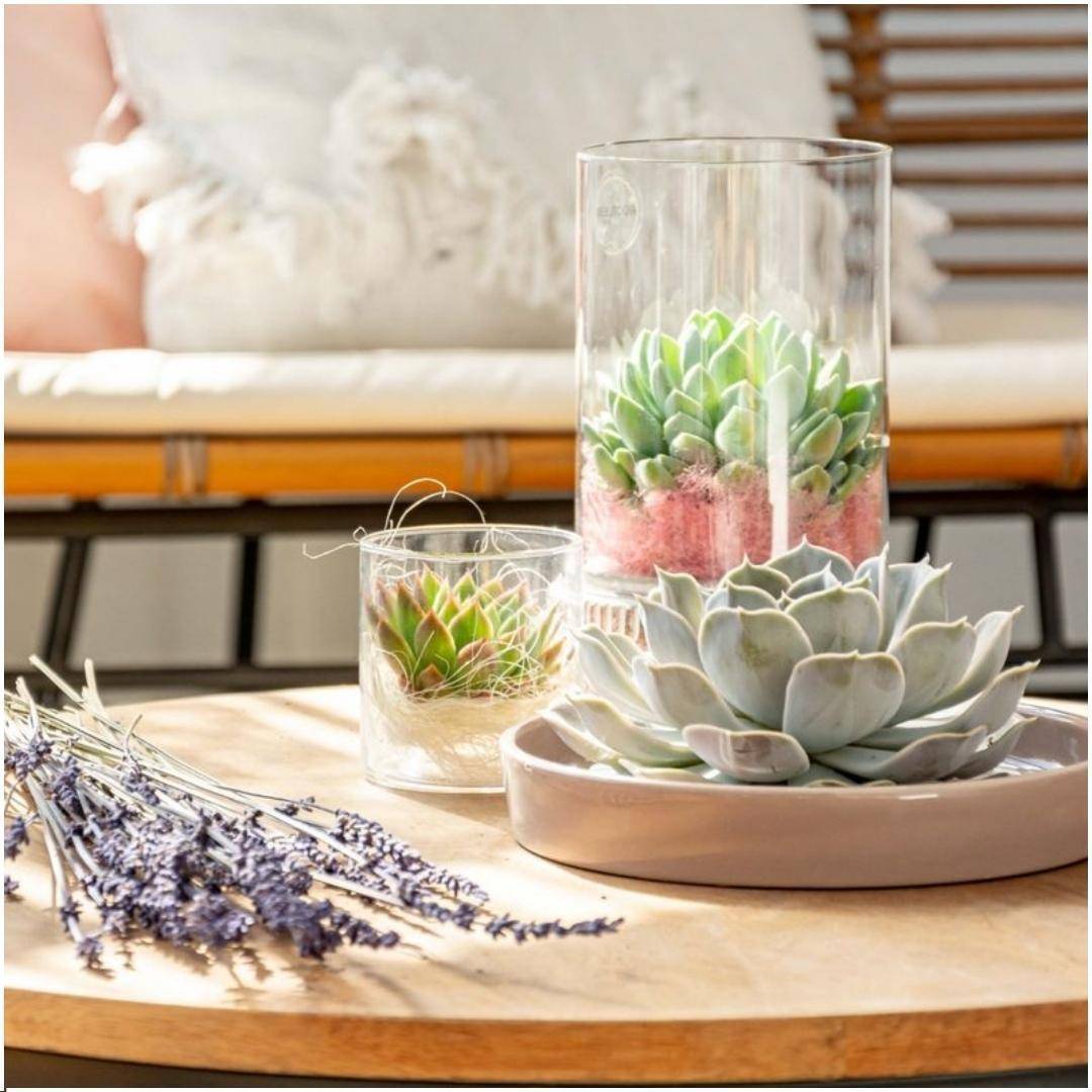 Succulente Echeveria Pulidonis Sans Racines en Bol Taupe- La Green Touch - Image 2