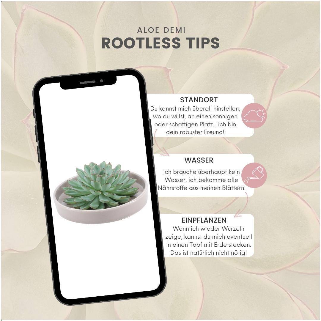 Succulente Echeveria Pulidonis Sans Racines en Bol Taupe- La Green Touch - Image 5