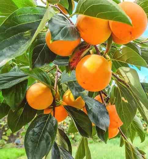 Sans Marque - Diospyros kaki var.fuyu ou Kaki pomme (Plaqueminier fruit délicieux et non astringent)) Couleur floraison:jaune - Taille:Pot de 15 litres ? 140/160 cm - Image 3