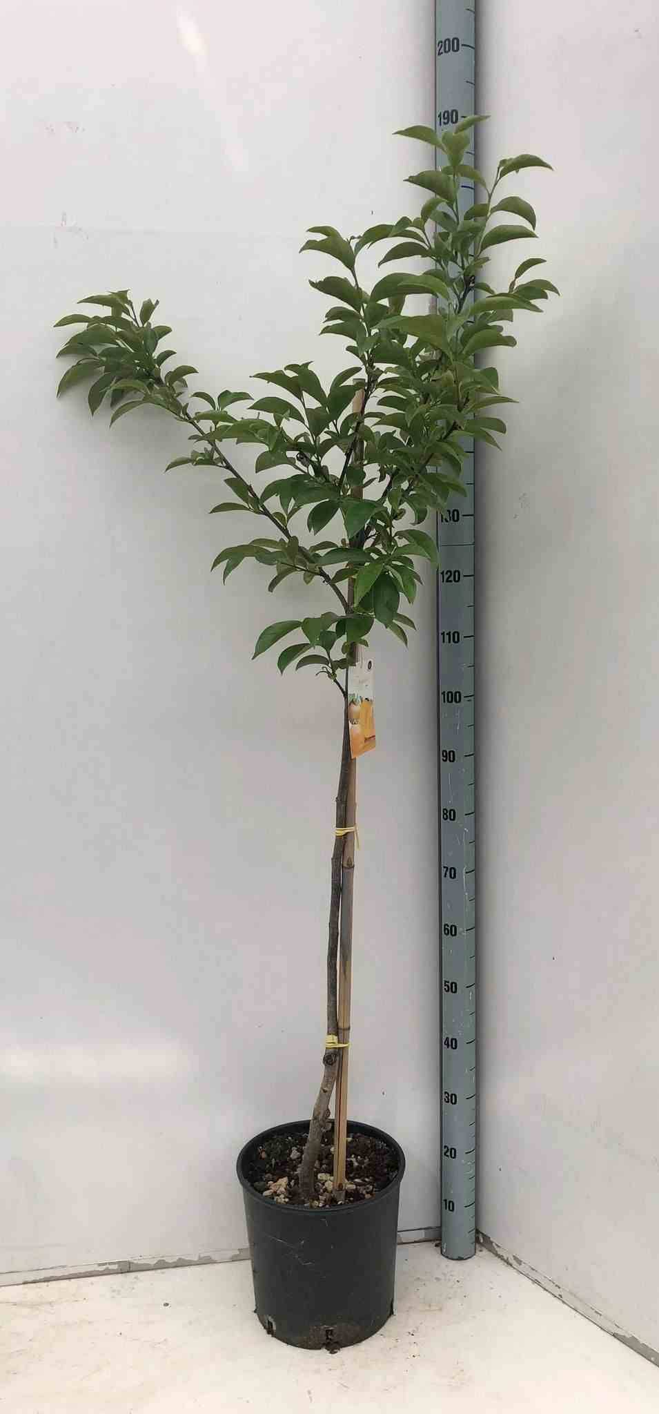 Sans Marque - Diospyros kaki var.fuyu ou Kaki pomme (Plaqueminier fruit délicieux et non astringent)) Couleur floraison:jaune - Taille:Pot de 15 litres ? 140/160 cm - Image 2