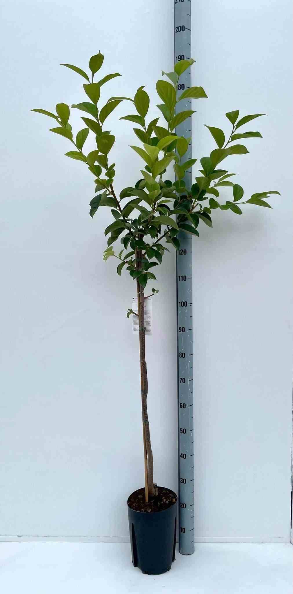 Sans Marque - Diospyros kaki var.fuyu ou Kaki pomme (Plaqueminier fruit délicieux et non astringent)) Couleur floraison:jaune - Taille:Pot de 15 litres ? 140/160 cm - Image 1