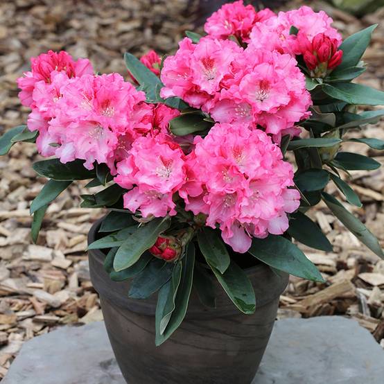 Rhododendron yakushimanum Tina Heinje - Rhododendron nain Pot de 7,5L/10L, Tige, Tige de 80 cm