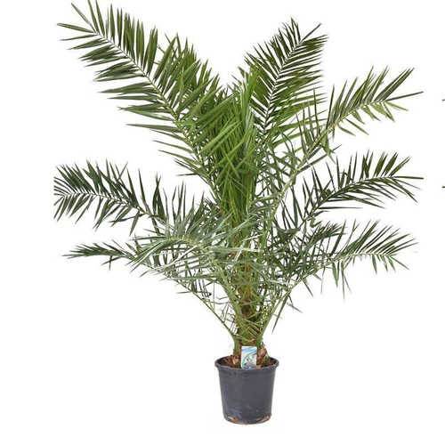 0 - Phoenix canariensis (dattier des canaris) Pot de 25L- 125/150cm - Image 3