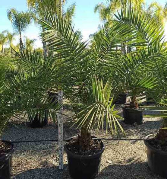 0 - Phoenix canariensis (dattier des canaris) Pot de 25L- 125/150cm - Image 1