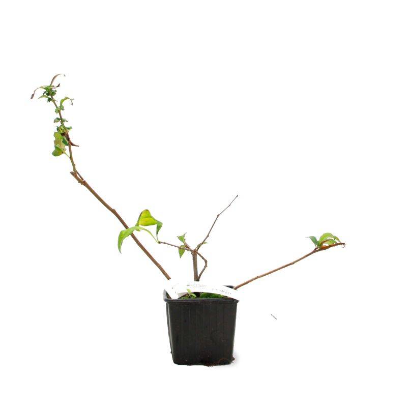 Cognassier du Japon 'Flocon Rose' (Chaenomeles speciosa 'Flocon Rose') - Godet - Taille 20/40cm - Pépinières Naudet - Image 2
