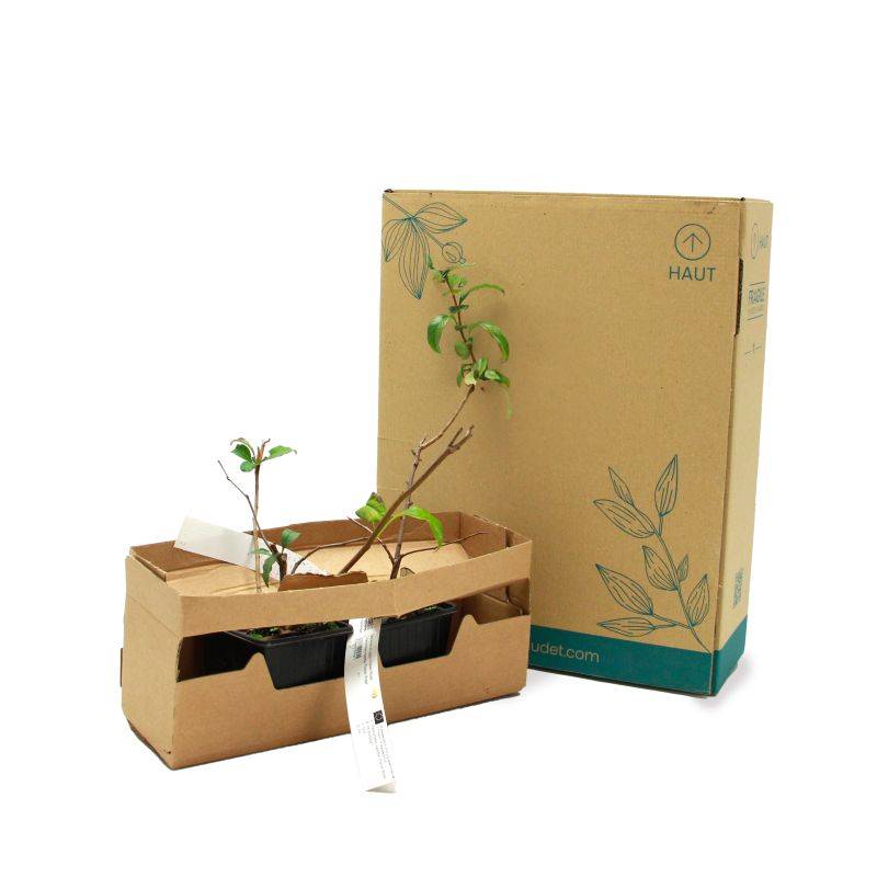 Cognassier du Japon 'Flocon Rose' (Chaenomeles speciosa 'Flocon Rose') - Godet - Taille 20/40cm - Pépinières Naudet - Image 5