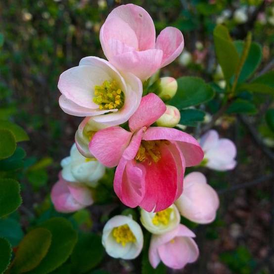 Cognassier du Japon 'Flocon Rose' (Chaenomeles speciosa 'Flocon Rose') - Godet - Taille 20/40cm - Pépinières Naudet - Image 1