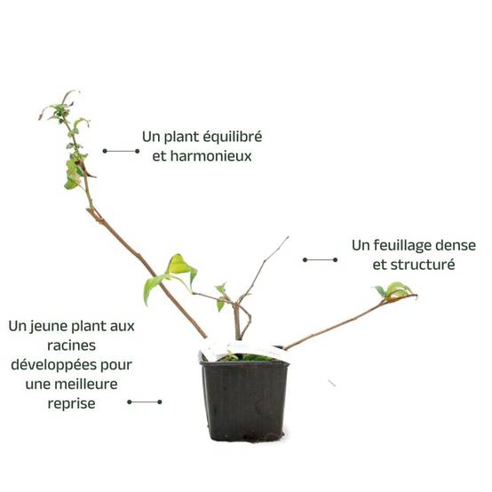 Cognassier du Japon 'Flocon Rose' (Chaenomeles speciosa 'Flocon Rose') - Godet - Taille 20/40cm - Pépinières Naudet - Image 3