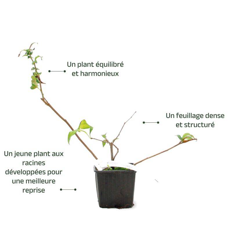 Cognassier du Japon 'Flocon Rose' (Chaenomeles speciosa 'Flocon Rose') - Godet - Taille 20/40cm - Pépinières Naudet - Image 3