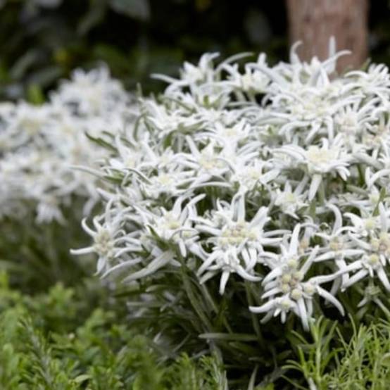 Edelweiss des Alpes Blossom of Snow 'Berghman' à fleurs Blanche/ - feuillage Persistant - Godet - 5/20 cm