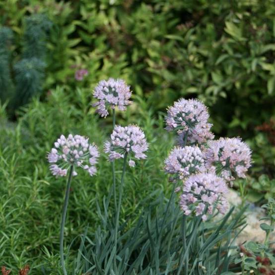 Ail d'ornement - Allium senescens subsp. montanum Godet de 8/9 cm calibre I