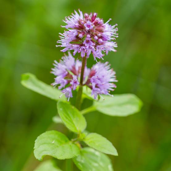Menthe aquatique - Mentha aquatica - 12 plants - Image 3
