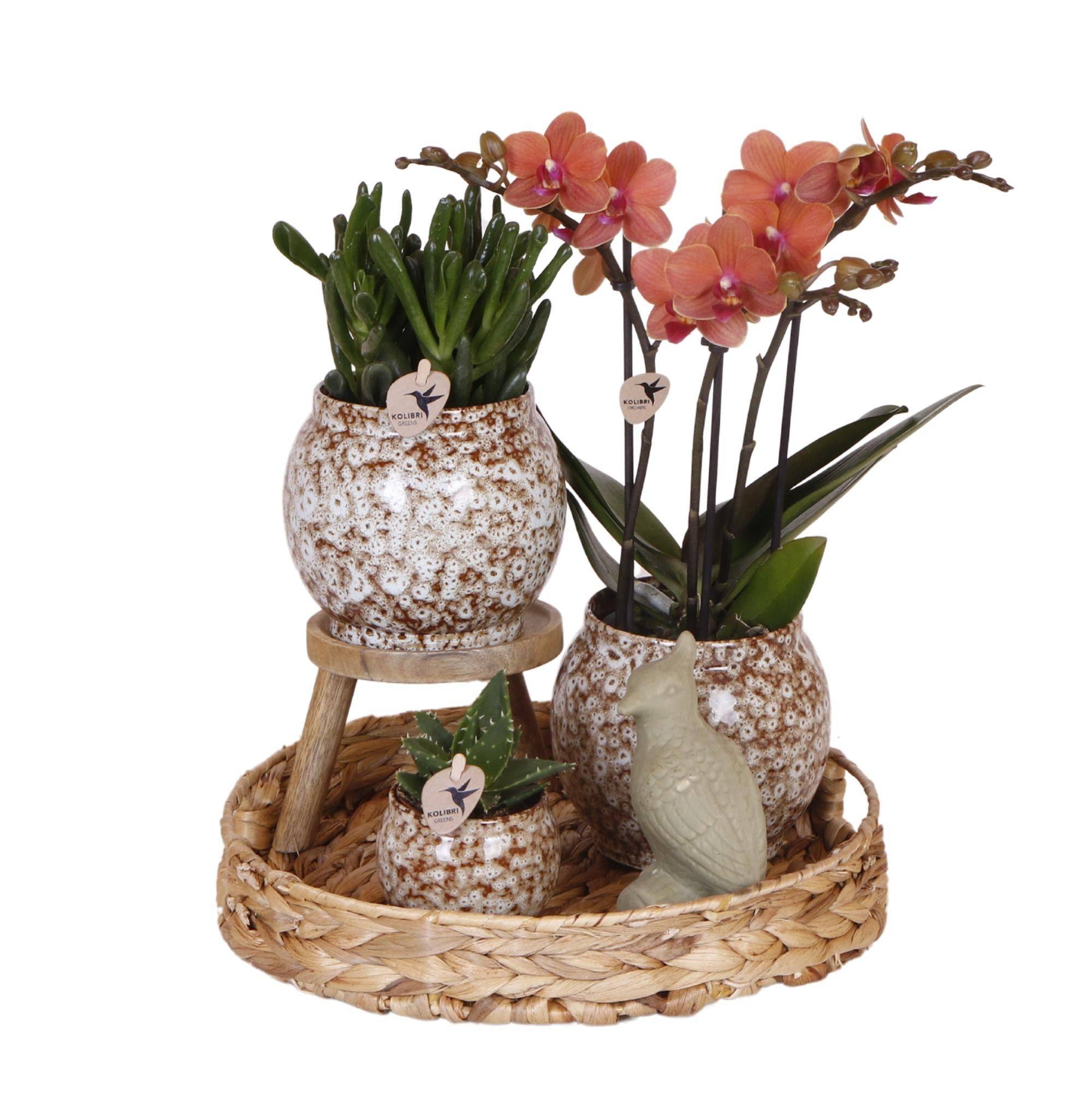 Coffret Untamed Nature : Orchidée Phalaenopsis et Plantes Succulentes- La Green Touch