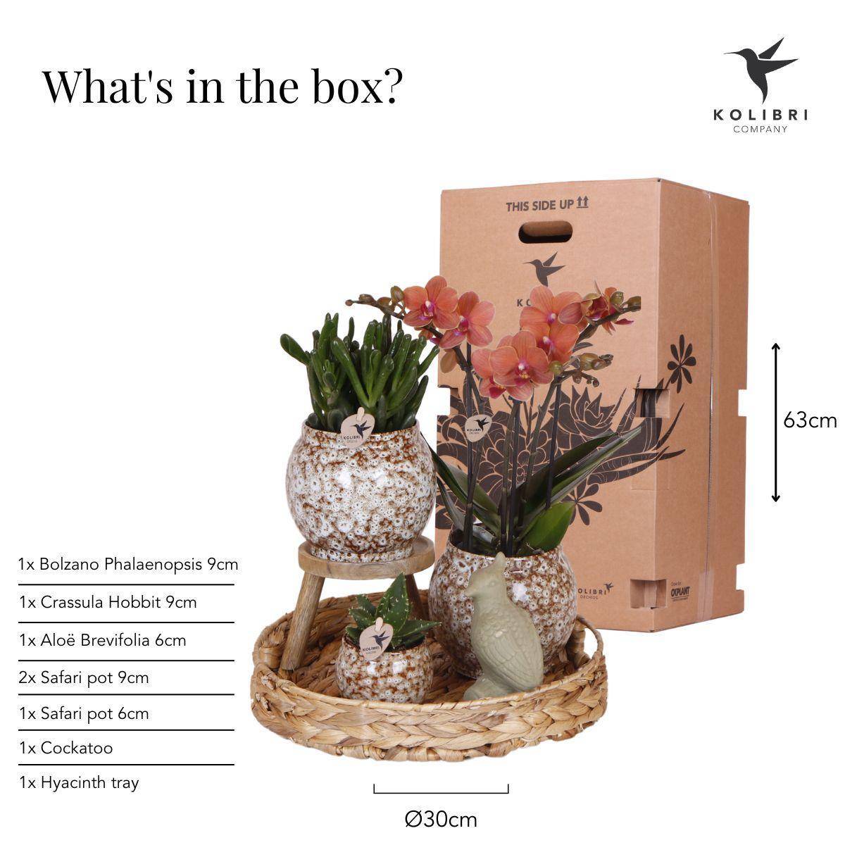 Coffret Untamed Nature : Orchidée Phalaenopsis et Plantes Succulentes- La Green Touch - Image 3