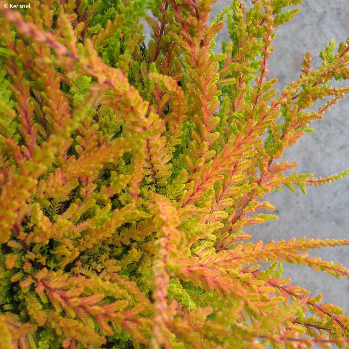 Promesse de Fleurs - Bruyère d'été - Calluna vulgaris Wickwar Flame Pot de 2L/3L - Image 1