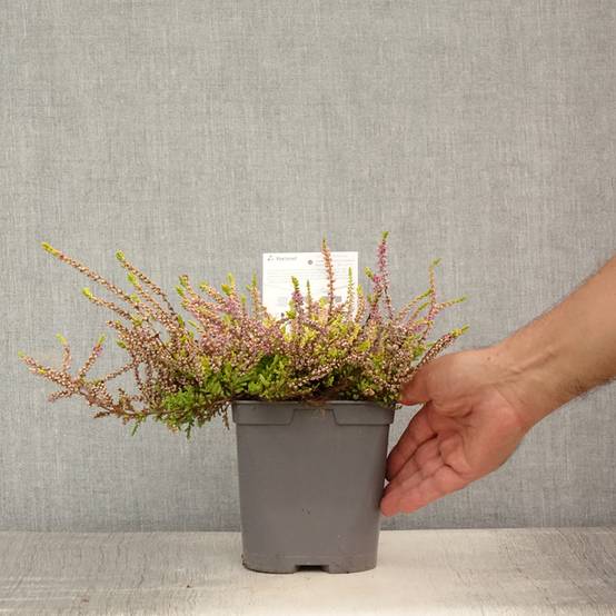 Promesse de Fleurs - Bruyère d'été - Calluna vulgaris Wickwar Flame Pot de 2L/3L - Image 2