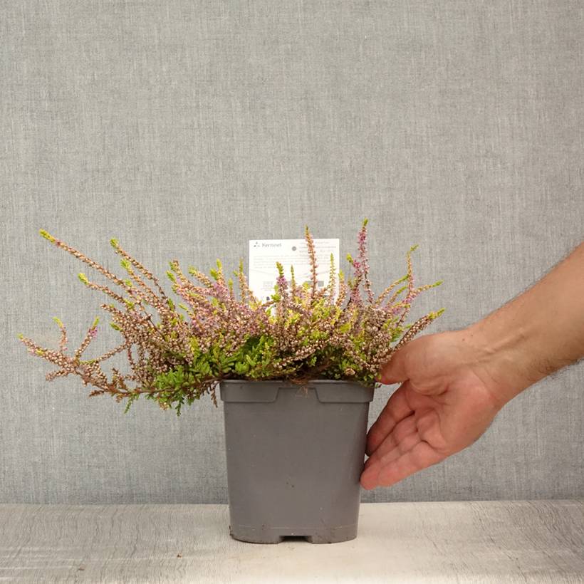 Promesse de Fleurs - Bruyère d'été - Calluna vulgaris Wickwar Flame Pot de 2L/3L - Image 2
