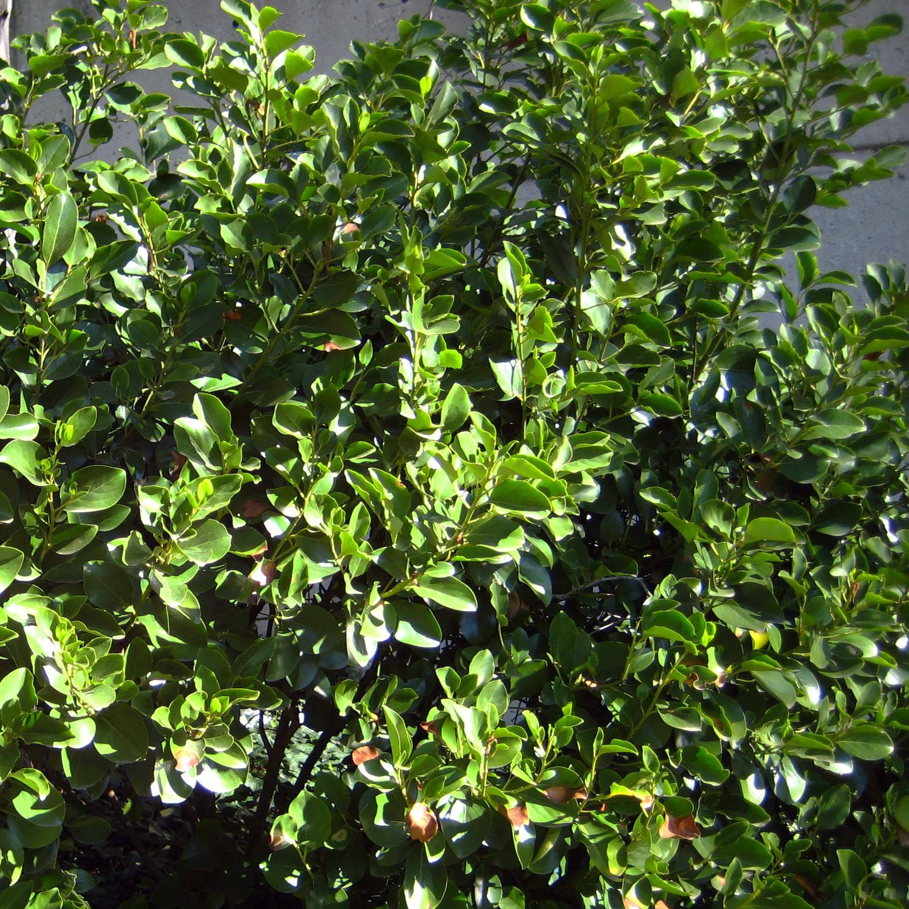 Griselinia littoralis Godet de 8/9 cm - Image 1