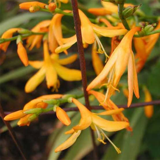 Promesse de Fleurs - Crocosmia George Davison - Montbretia jaune orangé Godet de 7/8 cm