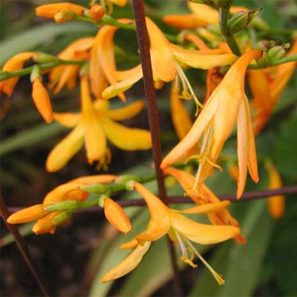 Promesse de Fleurs - Crocosmia George Davison - Montbretia jaune orangé Godet de 7/8 cm