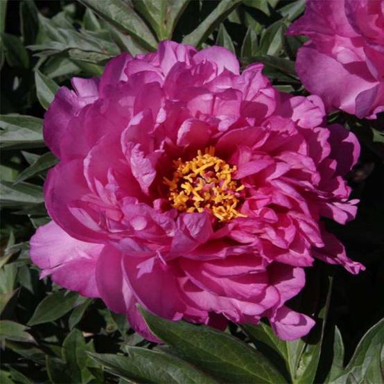 Promesse de Fleurs - Pivoine Itoh First Arrival Pot de 3L/4L