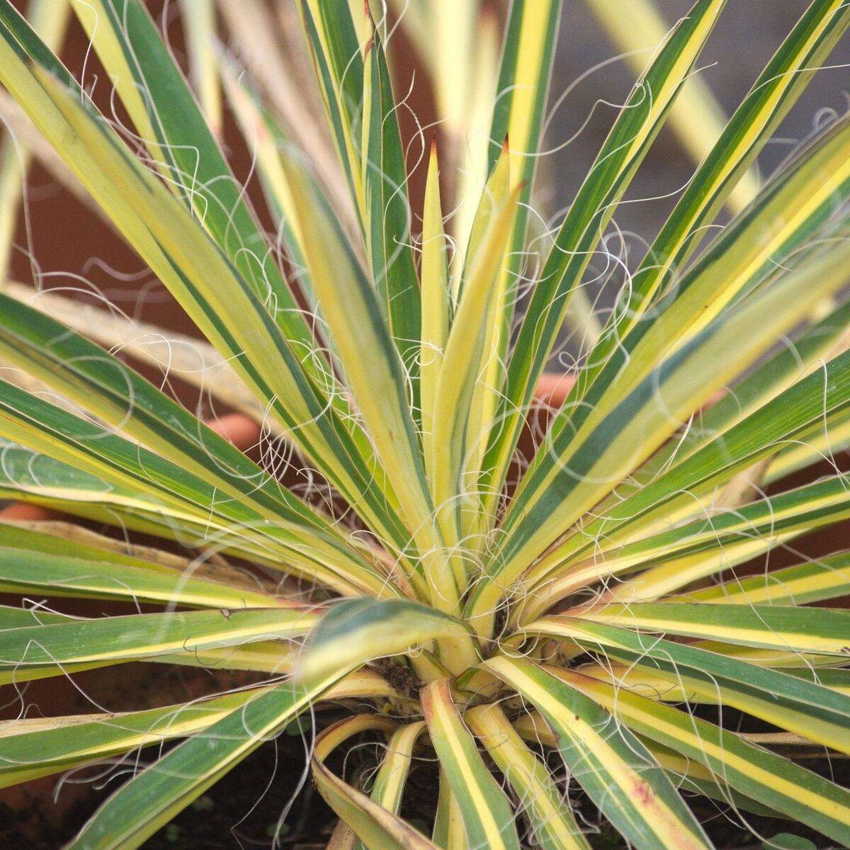 Yucca pleureur recurvifolia Golden Sword à fleurs Blanche - feuillage Persistant - Pot de 3L - Touffe-  hauteur à maturité De 0,50 m à 1,00 m - Image 1