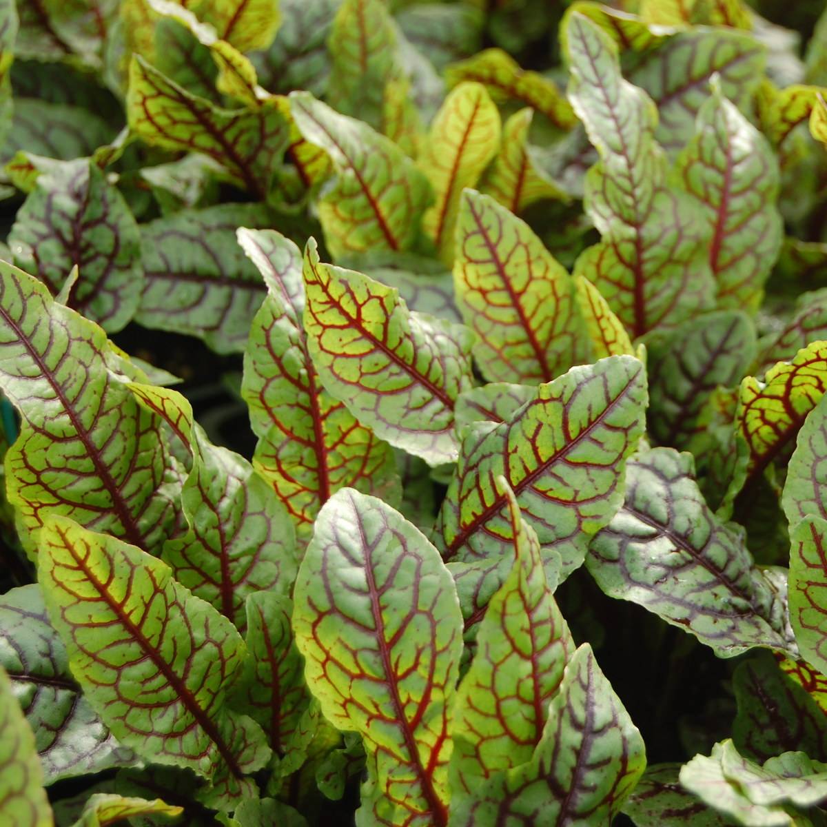 Promesse de Fleurs - Oseille sanguine - Rumex sanguineus Godet de 8/9 cm