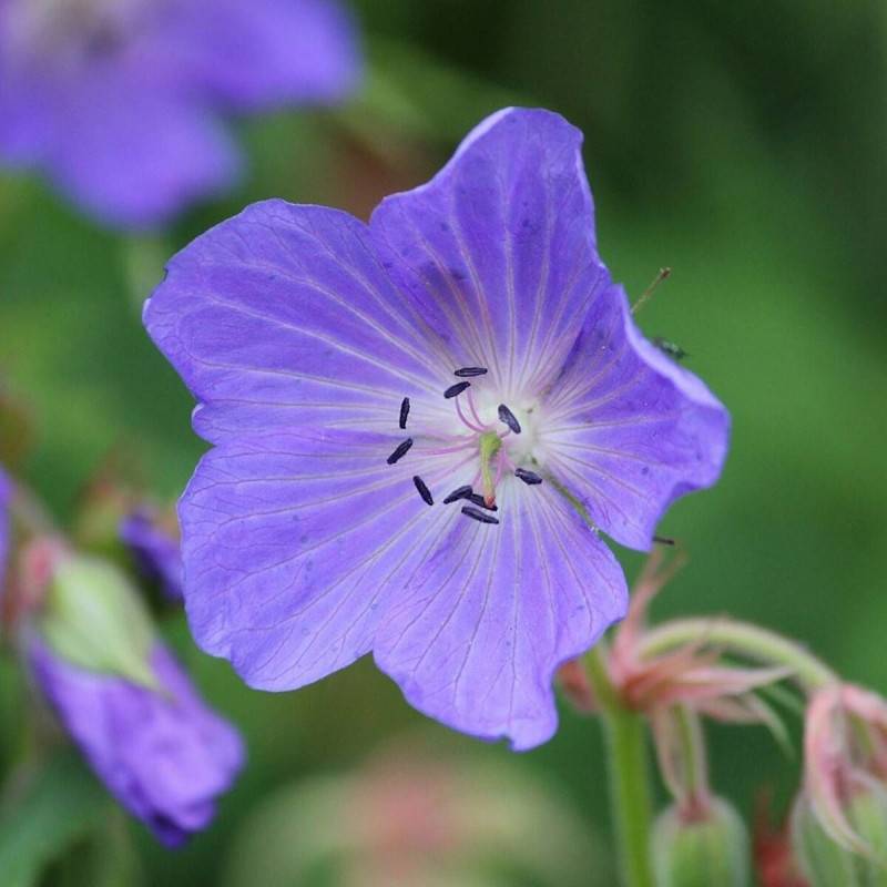 Géranium vivace Kashmir Purple à fleurs Violette/ - feuillage Persistant - Godet - 5/20 cm - Image 1