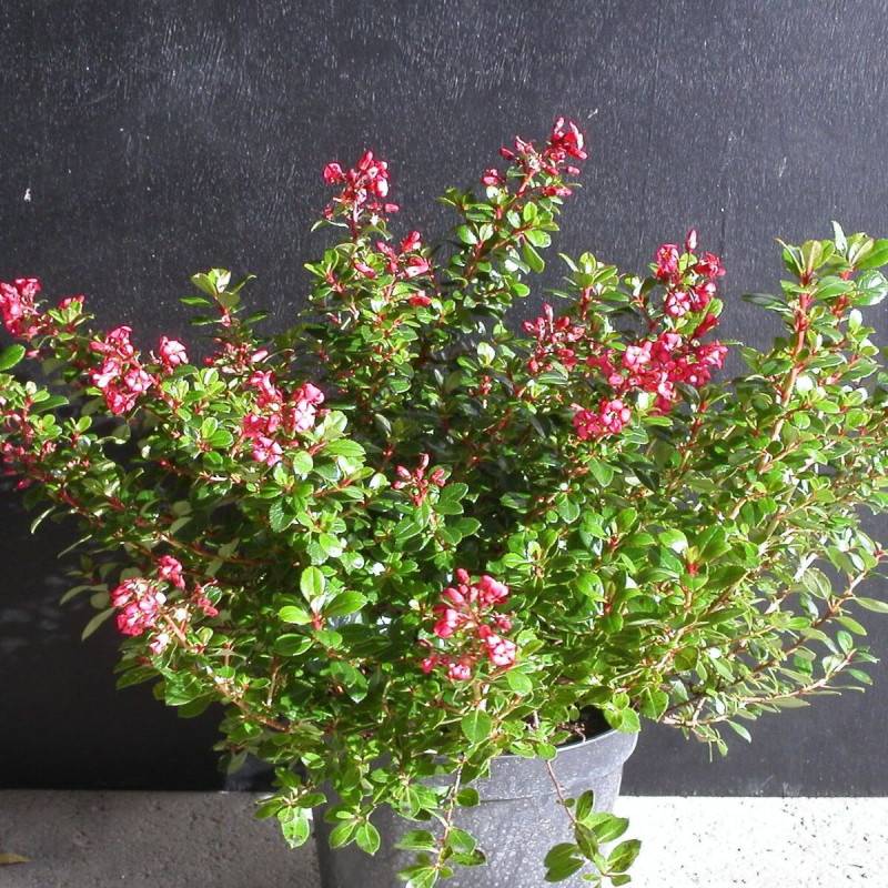 Escallonia Red Dream à fleurs Rouge - feuillage Persistant - Pot de 7,5L - 60/80 cm-  hauteur à maturité De 1,00 m à 1,50 m